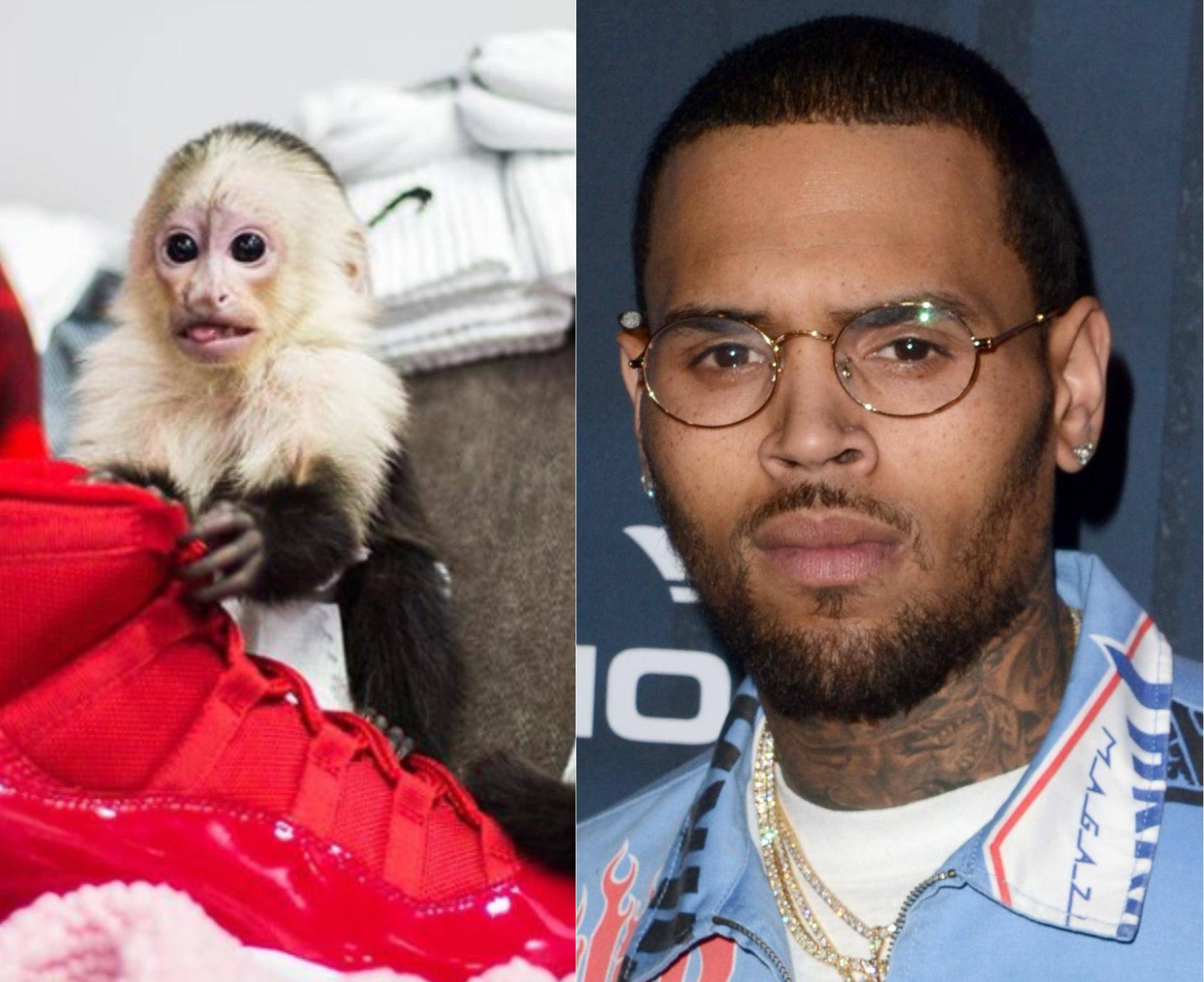 Chris Brown bi mogao u zatvor jer ima majmuna za ljubimca