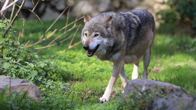 U šibenskom zaleđu haraju vukovi: Tik uz kuće i usred dana ubijaju stoku i napadaju ljude