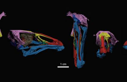 Pronašli lubanju fosila ptice od koje su one možda i nastale