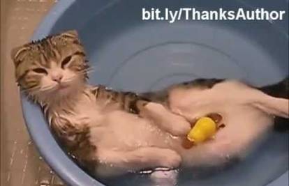 Većina maca mrzi vodu, no neke uživaju u kupanju i plivanju
