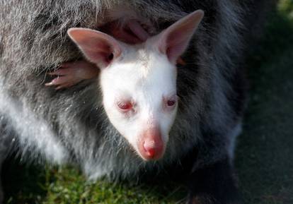 Albino baby wallaby