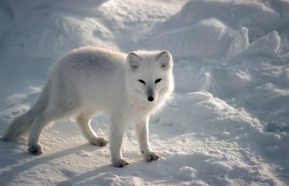 Arktička lisica ima deblje krzno od polarnog medvjeda 
