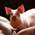 Uzgajivači: 'Zbog svinjske kuge svaki smo dan na gubitku'