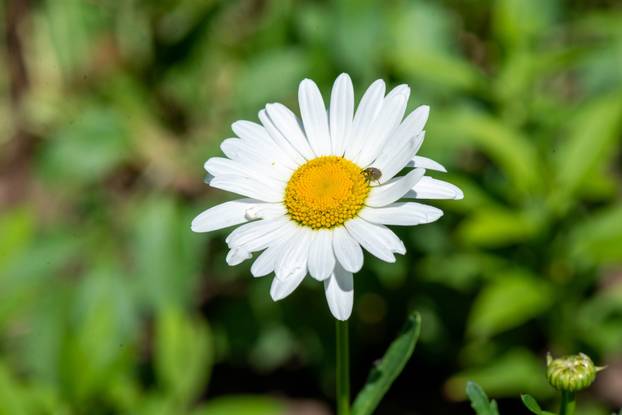a beetle sits on a huge white daisy