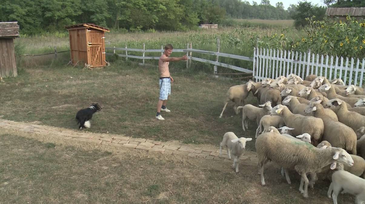 Farmeri morali čuvati ovce: Pobjegle su im nakon par sati