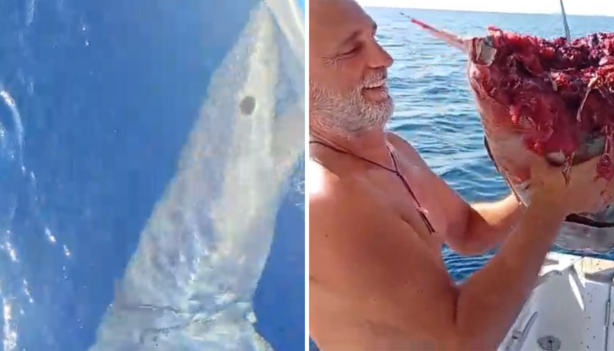 VIDEO Ralje kod Žirja! Ribar u šoku: Morski pas mako zagrizao mi je brod,  pojeo je i dio ulova