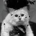 Lagerfeldova maca 'poručila': Slomljena sam srca, jako tužna