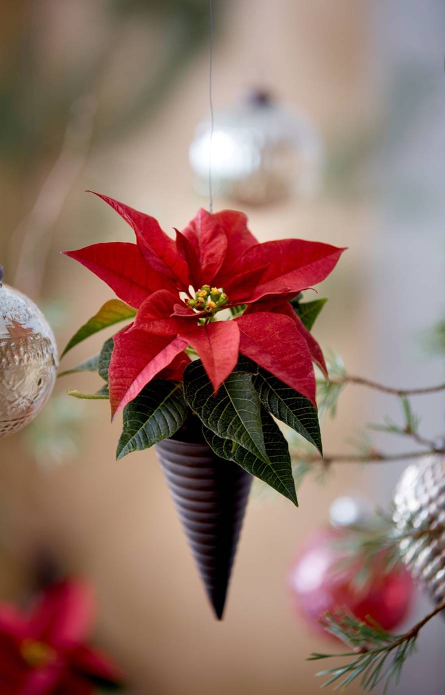 Pažljivo njegujte svoju mini božićnu zvijezdu