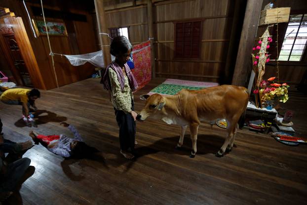 Khim Hang, 74, stands in her house with a cow which she believes is her reborn husband in Kratie province, Cambodia