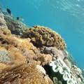 Osjetljivi ekosustav: Planet će umrijeti ako uništimo koralje