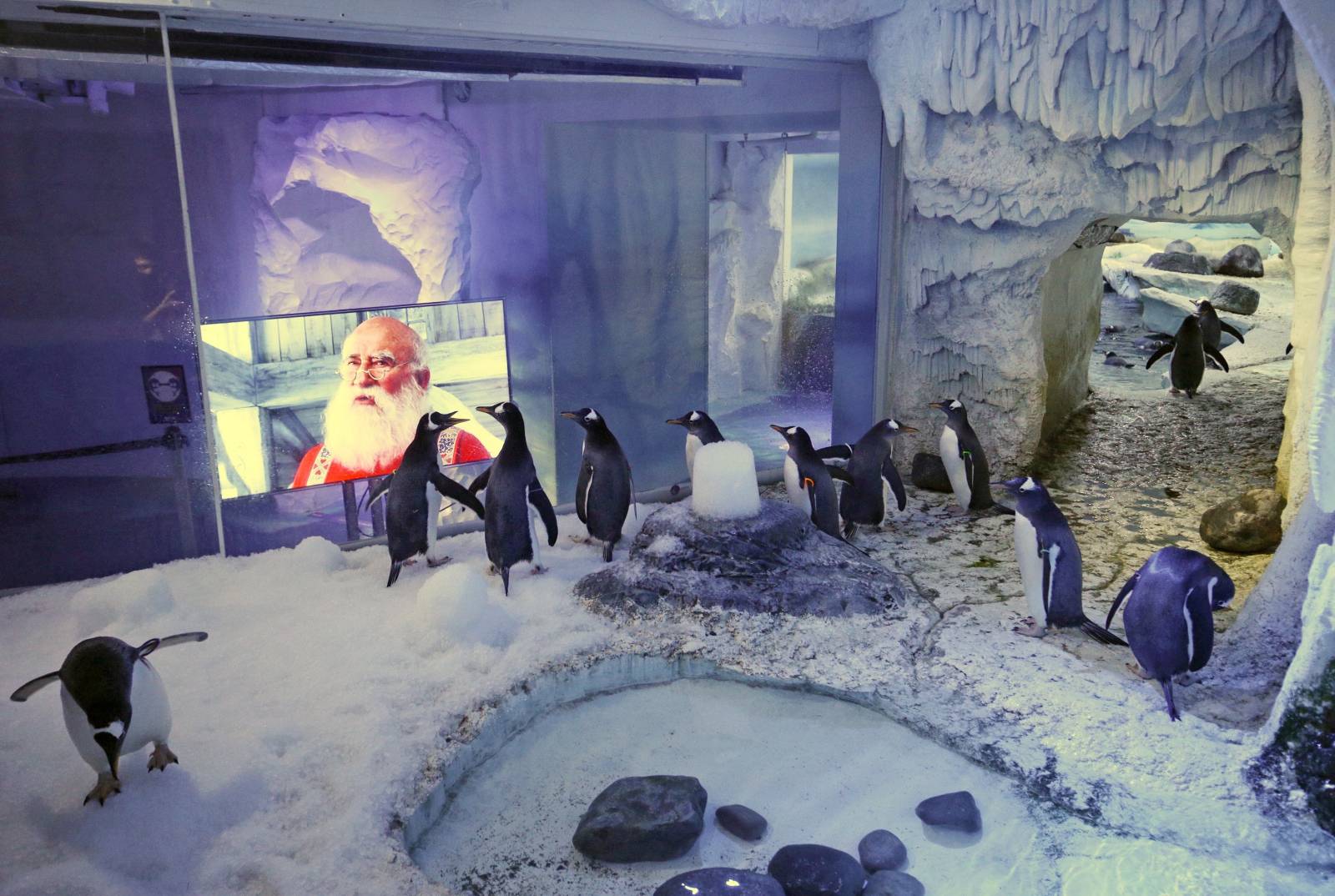 Penguins watching Christmas movies