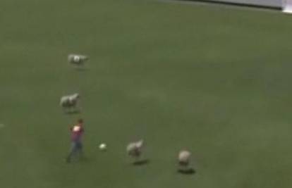 Na teren doveli ovce da glume Ramosa, Ikera Casillasa i ekipu