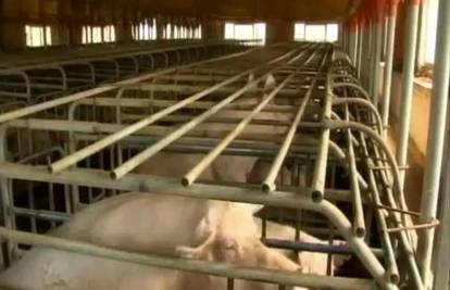 Zatvorili su tisuće farmi zbog dioksina u stočnoj hrani