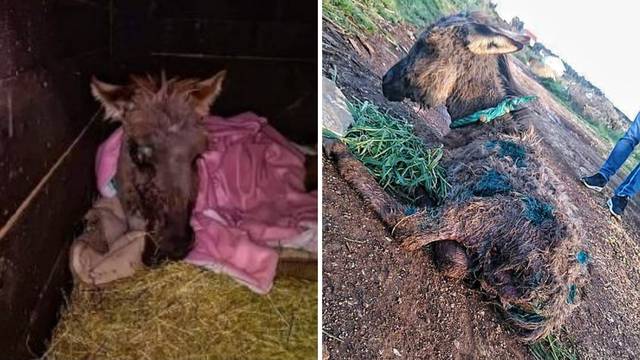 Kod Zadra spašen mali magarac ostavljen da ugine: Našli su ga izgriženog, bio je sav u ranama