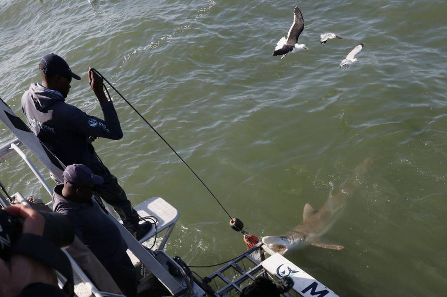 Disappearing great white sharks raise alarm over South Africa’s marine balance