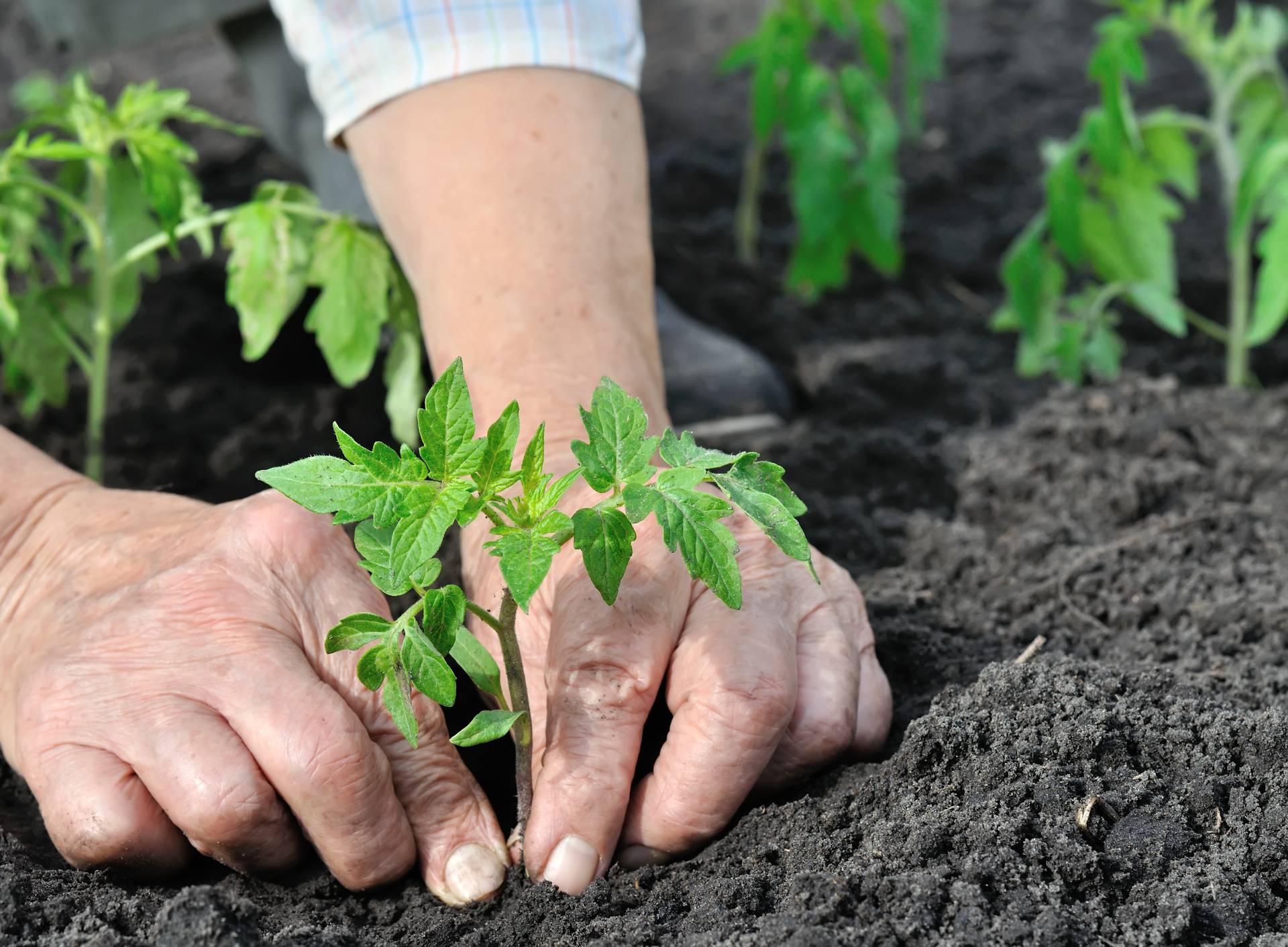 close-up of gardener's hands planting a tomato seedling