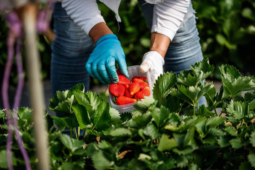 Priča o vrgoračkoj jagodi: Evo zašto ima titulu kraljice okusa