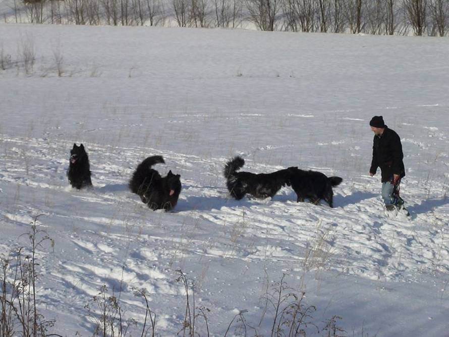 Uzgajivačnica CRO Matic