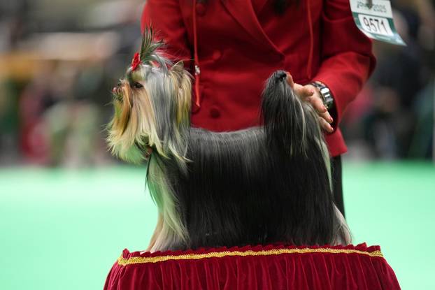 Crufts Dog Show 2025 - Day Two