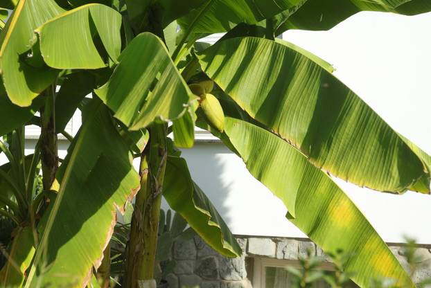 Egzotični vrt Igora Čupića