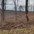 VIDEO Posjekli su bogatu šumu na Žumberku: 'Imaju dozvolu, ne možemo im to zabraniti'