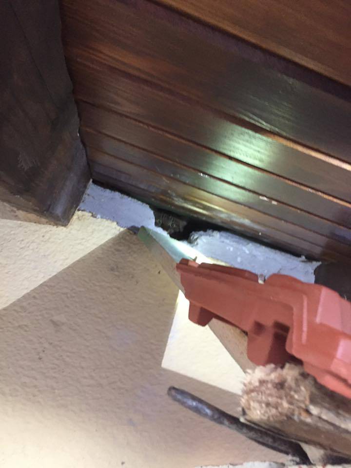 Mačka zapela u krovu 10 dana: Izmamili su je van parizerom