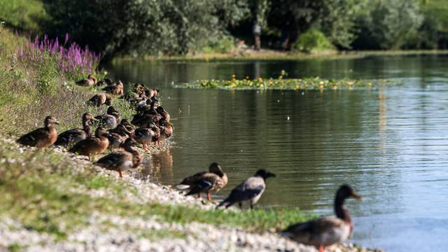 Zagreb: Patke uživaju u kupanju na jezeru Jarun