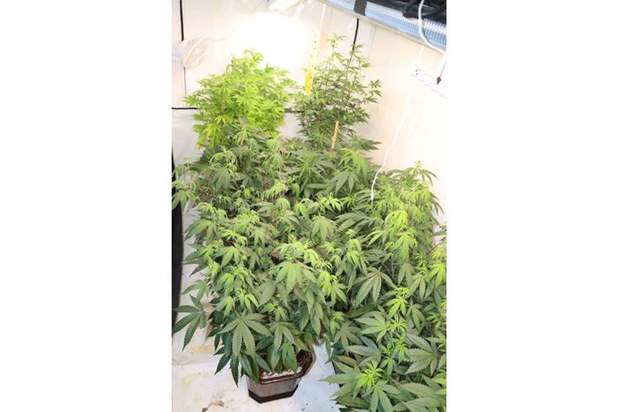 FOTO Narcos iz Desinca. Otkrili labos u dvorištu, uzgajao travu, gljive i kaktuse za meskalin