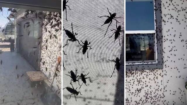 VIDEO Nevjerojatni prizori iz Nevade: Cvrčci prekrili kuće, već se danima bore s najezdom