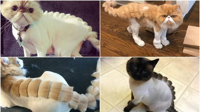 Novi trend: Vlasnici frizurama mačke pretvaraju u dinosaure