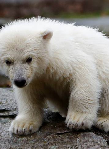 A female polar bear cub, born on December 1, 2018, is seen during her first official presentation for the media at Tierpark Berlin zoo in Berlin