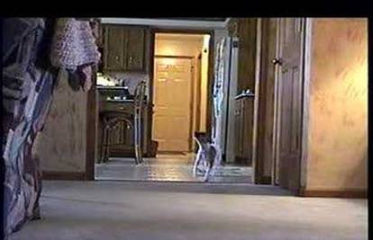 Urnebesno: Pogledajte što vaši psi rade kad su sami kod kuće