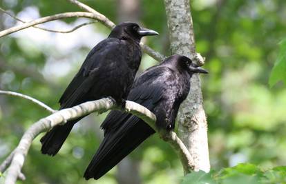 Vrane dogovaraju osvetu, a zlo mogu pamtiti generacijama 