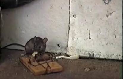 Miš izvlači živu glavu, pa krade sir i vraća se po još