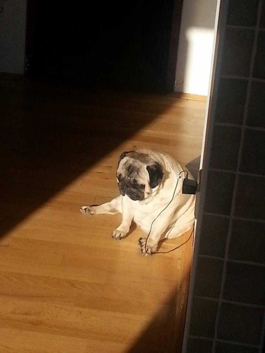 24ljubimci/Fotografije čitatelja