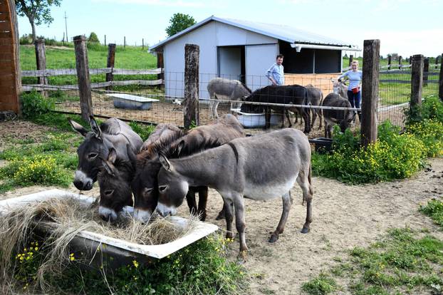 Bjelovar:  OPG Plašć proizvodi magareće mlijeko