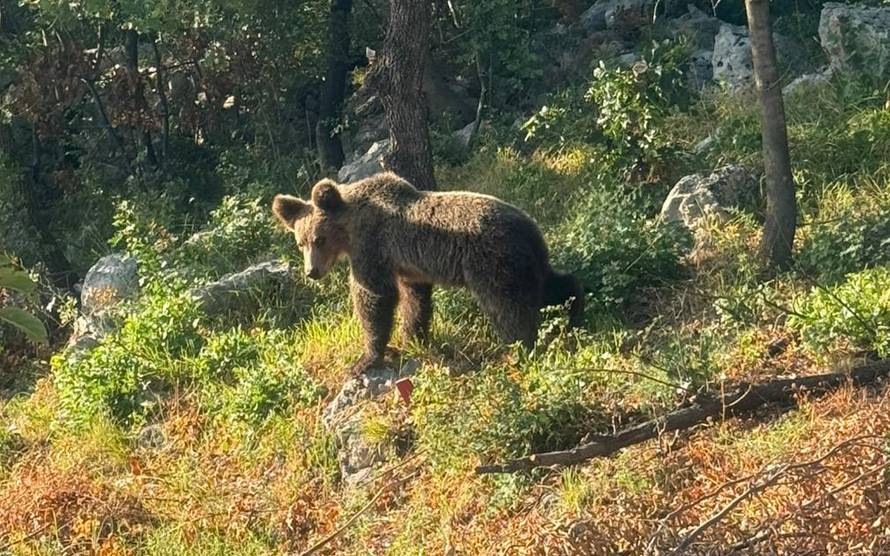 VIDEO Medo se vratio po još! Nakon smokvi, opet im upao u dvorište i bacio se na bademe