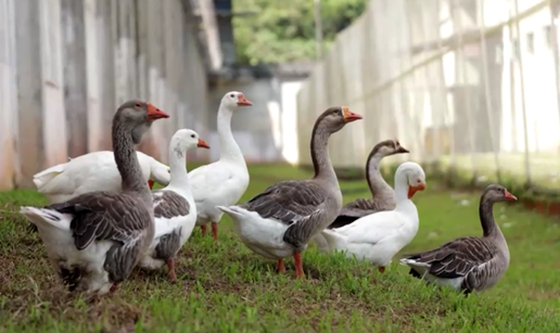 VIDEO Ma kakve kamere, kakvi zaštitari! U Brazilu bijeg iz zatvora sprječavaju - guske!