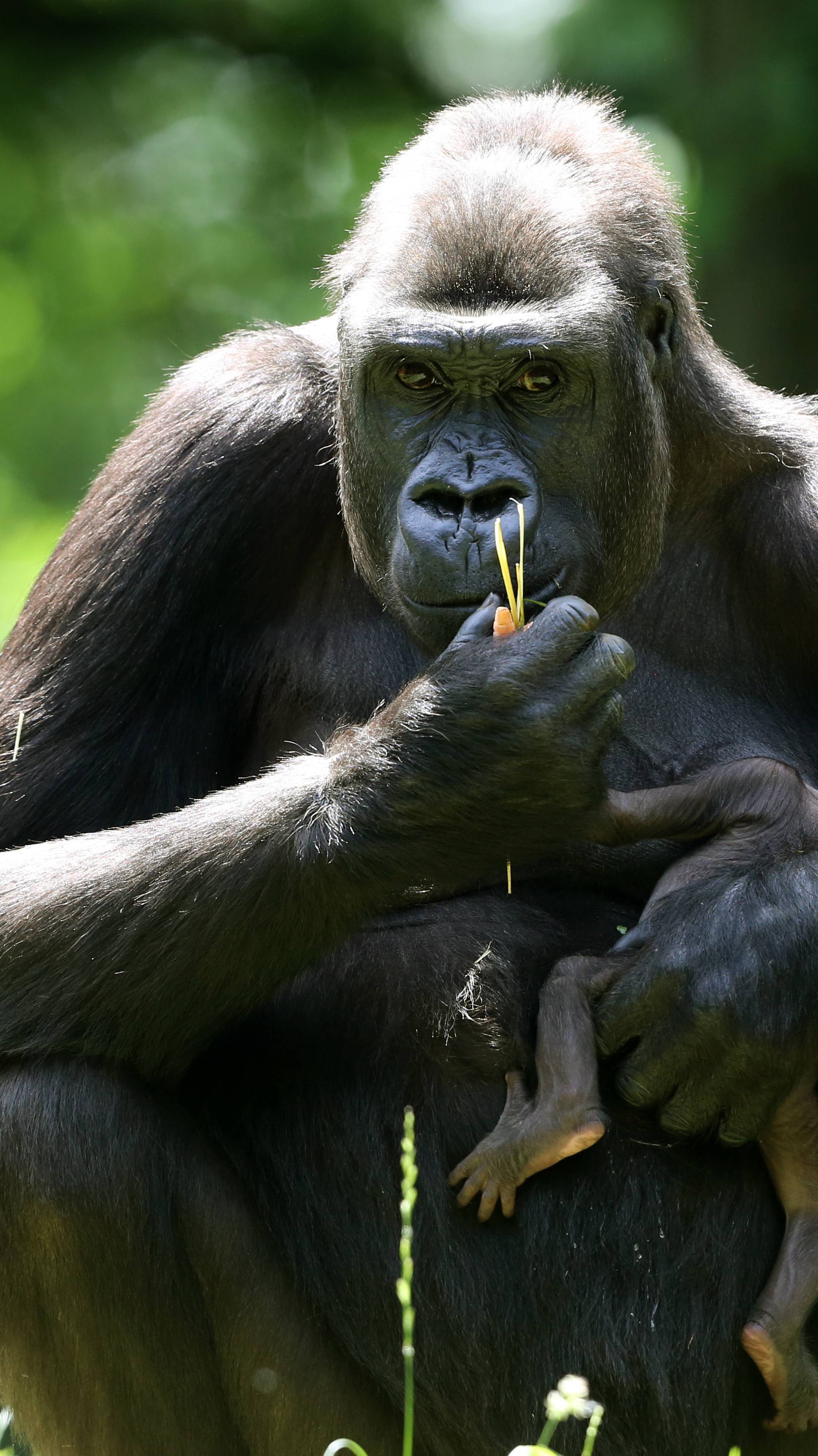 Gorilla mother Safiri with gorilla baby
