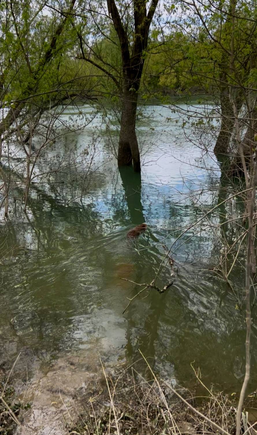 Dabar kojeg je udario auto sad uživa u Savi: Na Međunarodni dan dabrova pustili ga u prirodu