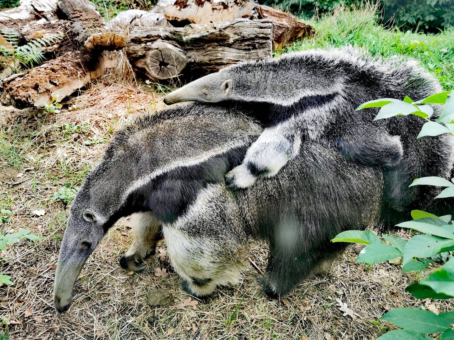 Zoološki vrt u Zagrebu dobio je puno mladunaca u ovoj godini