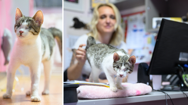 Slijepa maca Catty traži dom: 'Maza je, voli biti okružena ljudima,ne i drugim mačkama'