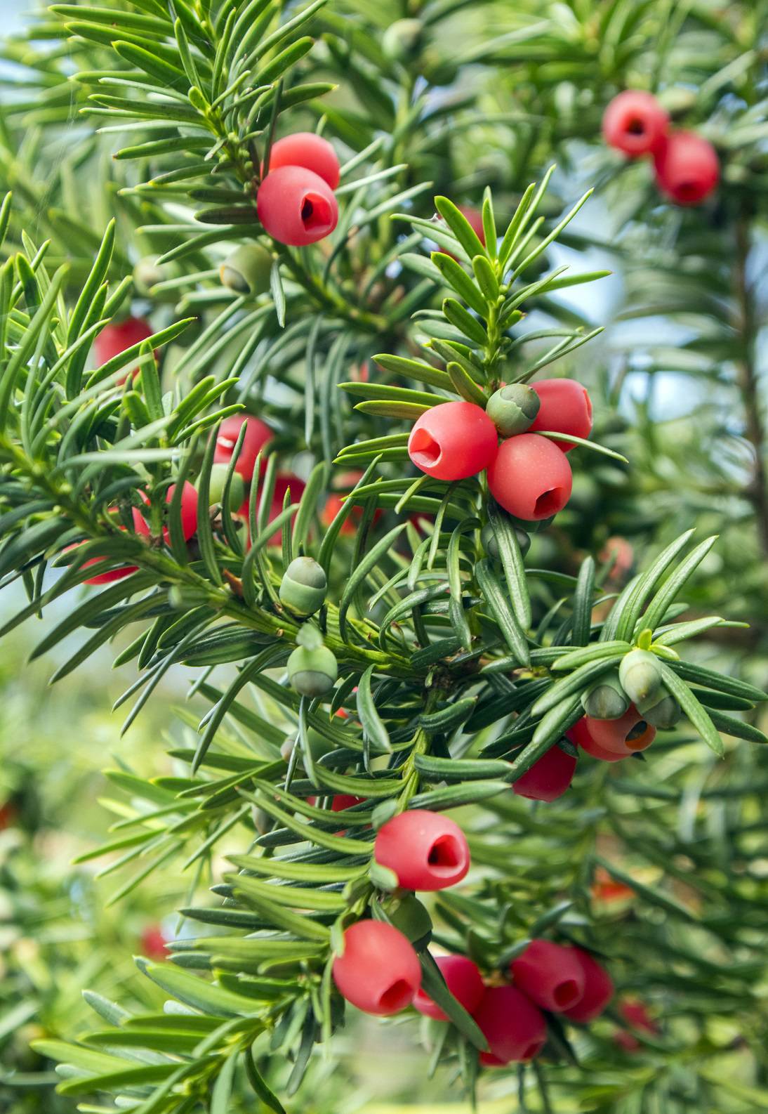 Taxus baccata European yew is conifer shrub with poisonous and bitter red ripened berry fruits