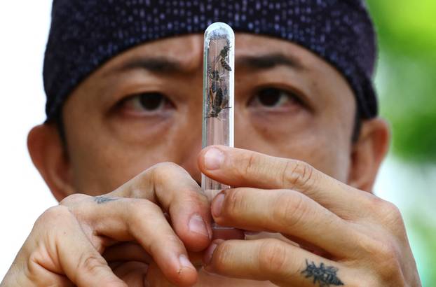 Bee rescuer Clarence Chua looks at a queen bee that he had trapped in a container during the removal of a bee nest in Singapore
