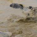 VIDEO  Opasnost iz mora? More se pjeni, surferi obolijevaju: Australija zatvorila plaže...