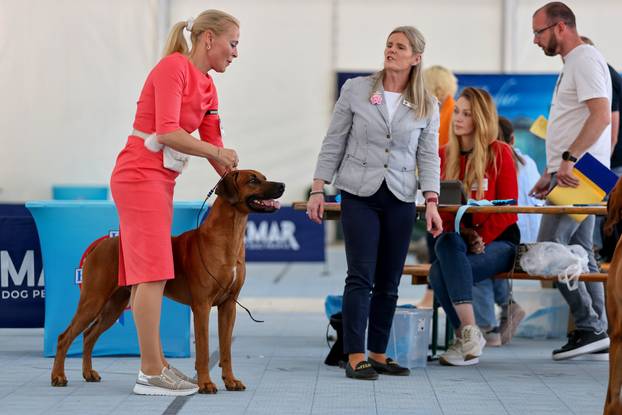 Zaton: Međunarodna izložba pasa pod nazivom CACIB Zadar 2025
