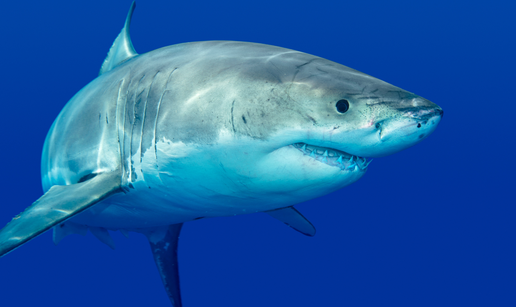 Morski psi na hit turisti&ccaron;koj lokaciji pozitivni na kokain