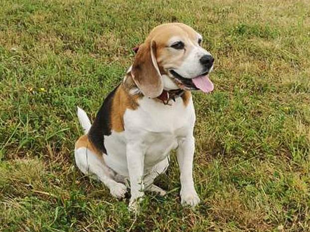 FOTO Ovi preslatki psići iz Noine Arke traže obitelj i stalni dom