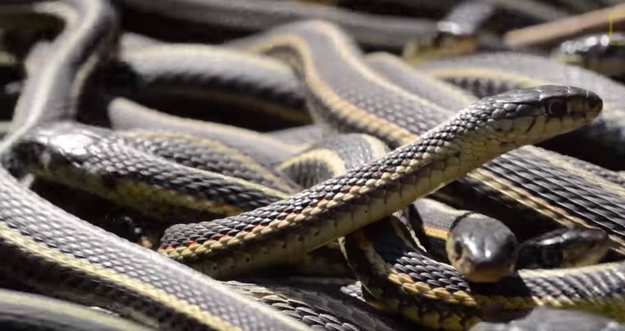 Zmijske orgije: U ovom gradu upravo se pari 70 tisuća zmija