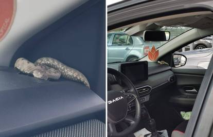 Nevjerojatna scena iz Buja: Vraćao se iz trgovine i našao poskoka kako se sunča u autu